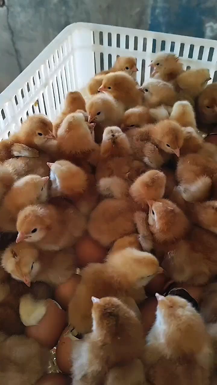 刚出壳的小鸡怎么喂?