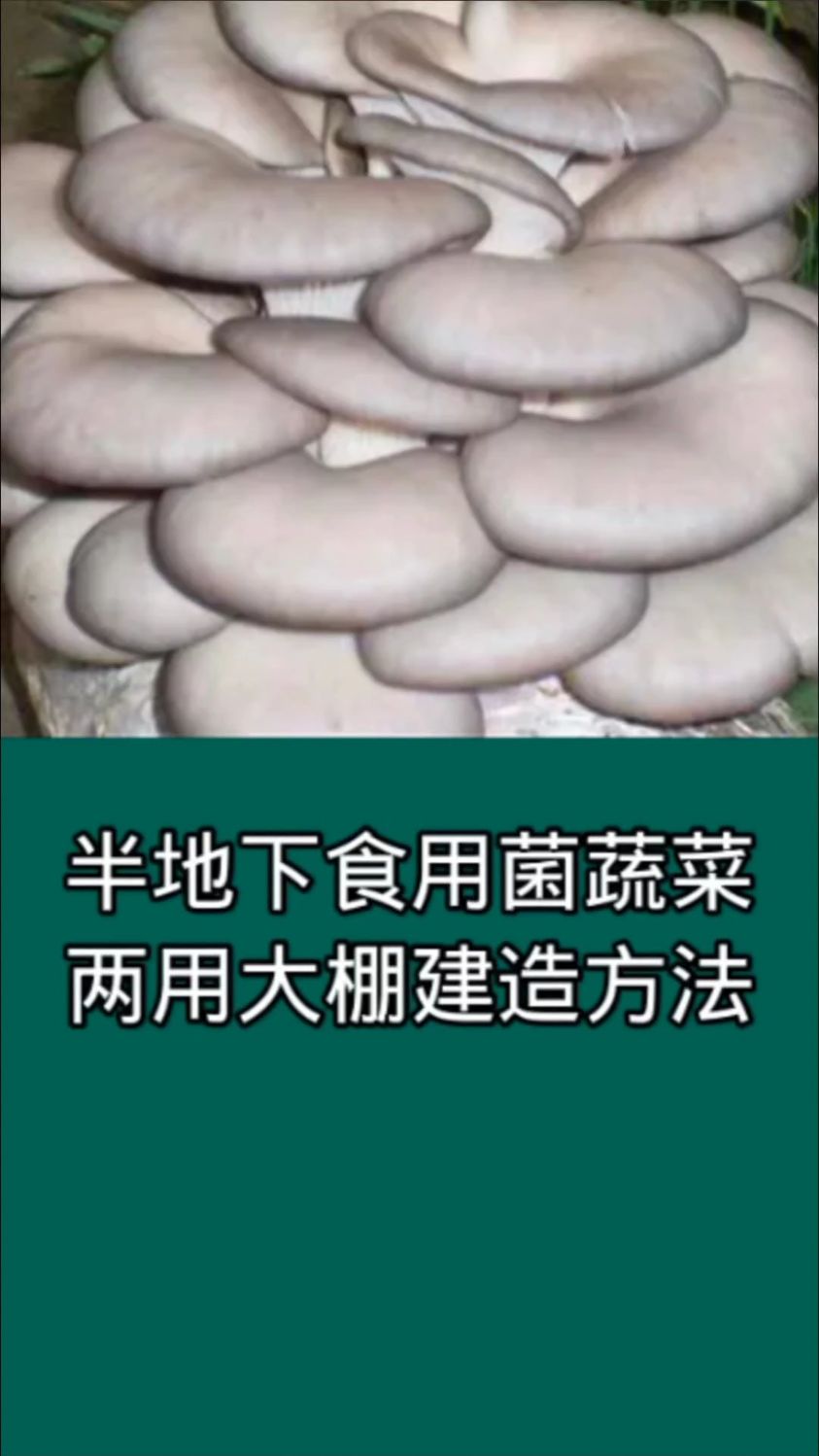 半地下食用菌蔬菜两用大棚建造方法