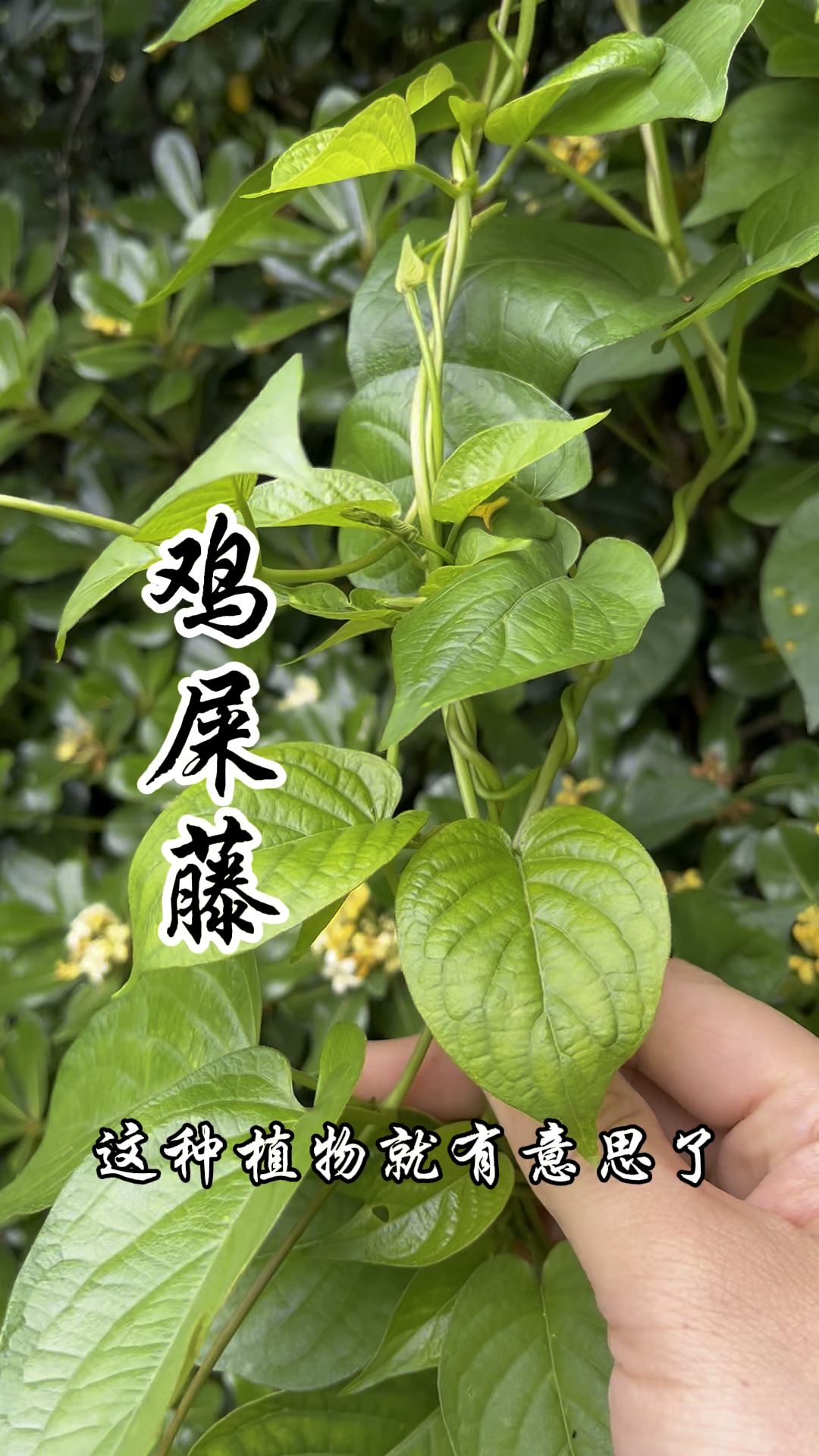 鸡屎藤,因其叶有鸡屎的味道故而得名,同时也是一种美味野菜!