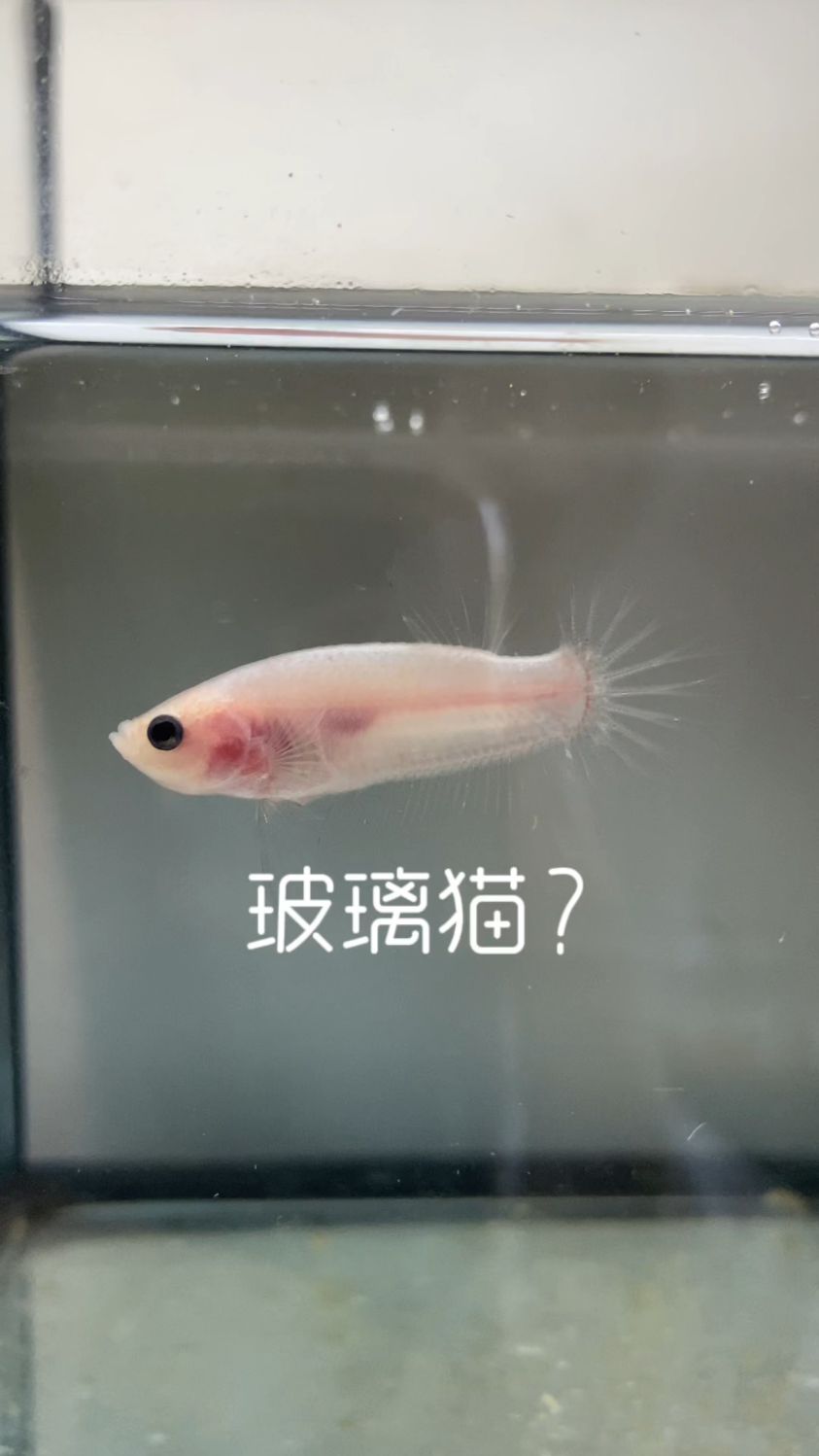这可以算泰国斗鱼中的玻璃猫了吧