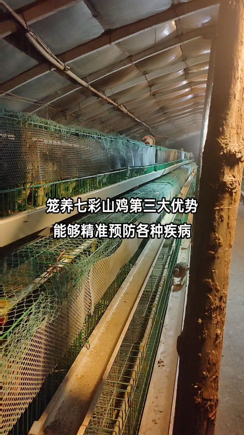 笼养七彩山鸡第三大优势 能够精准预防各种疾病