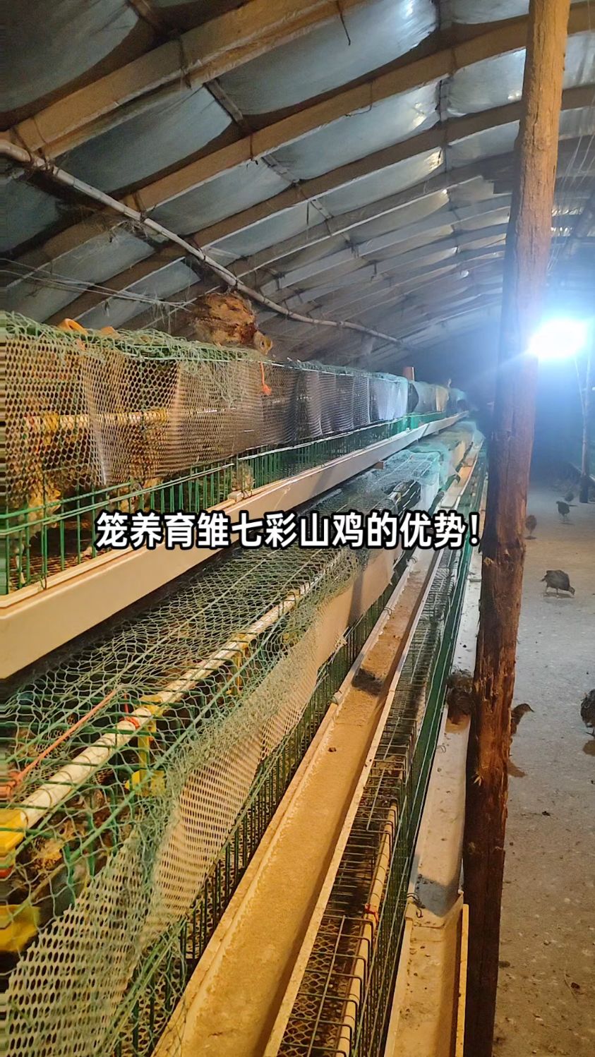 笼养育雏七彩山鸡优势,小鸡成活率高,体质强,专注七彩山鸡育雏