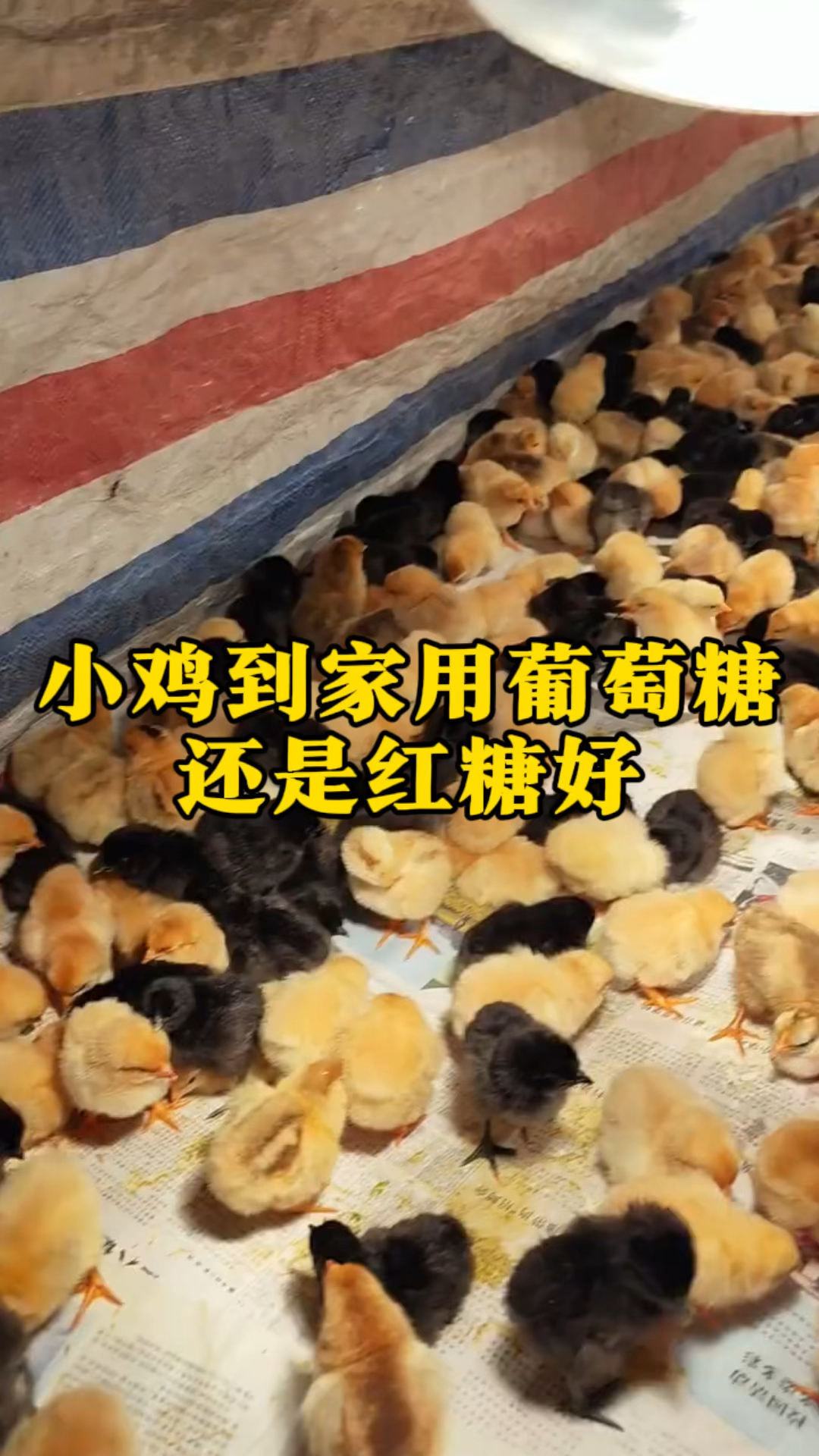 小鸡到家到底是喂红糖还是葡萄糖?养鸡人一定要收藏