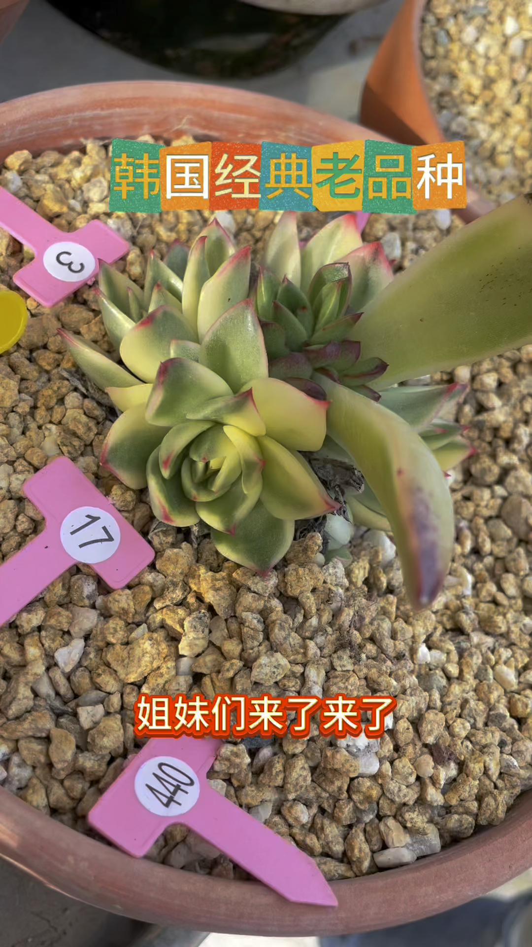 韩国经典老品种多肉推荐,香奈儿,你绝对没有#多肉植物 #韩国多肉锦 #多肉侧芽