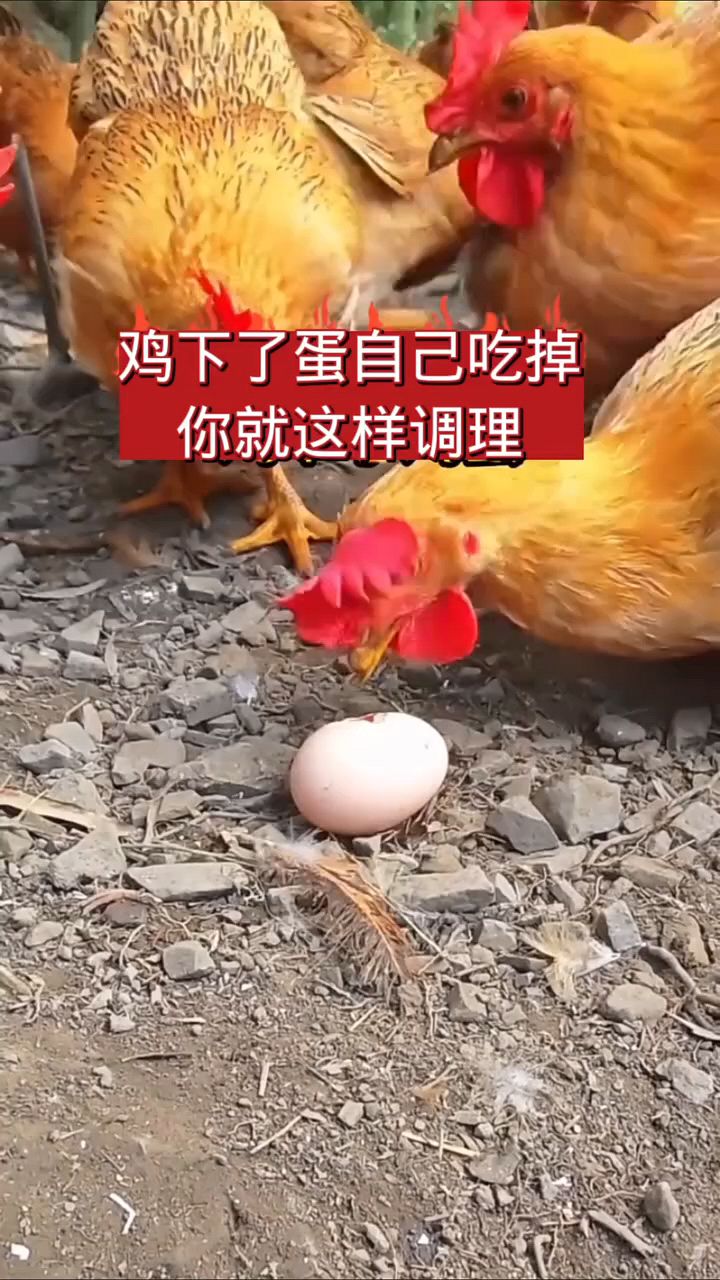 鸡下蛋后自己吃掉了,怎么办?