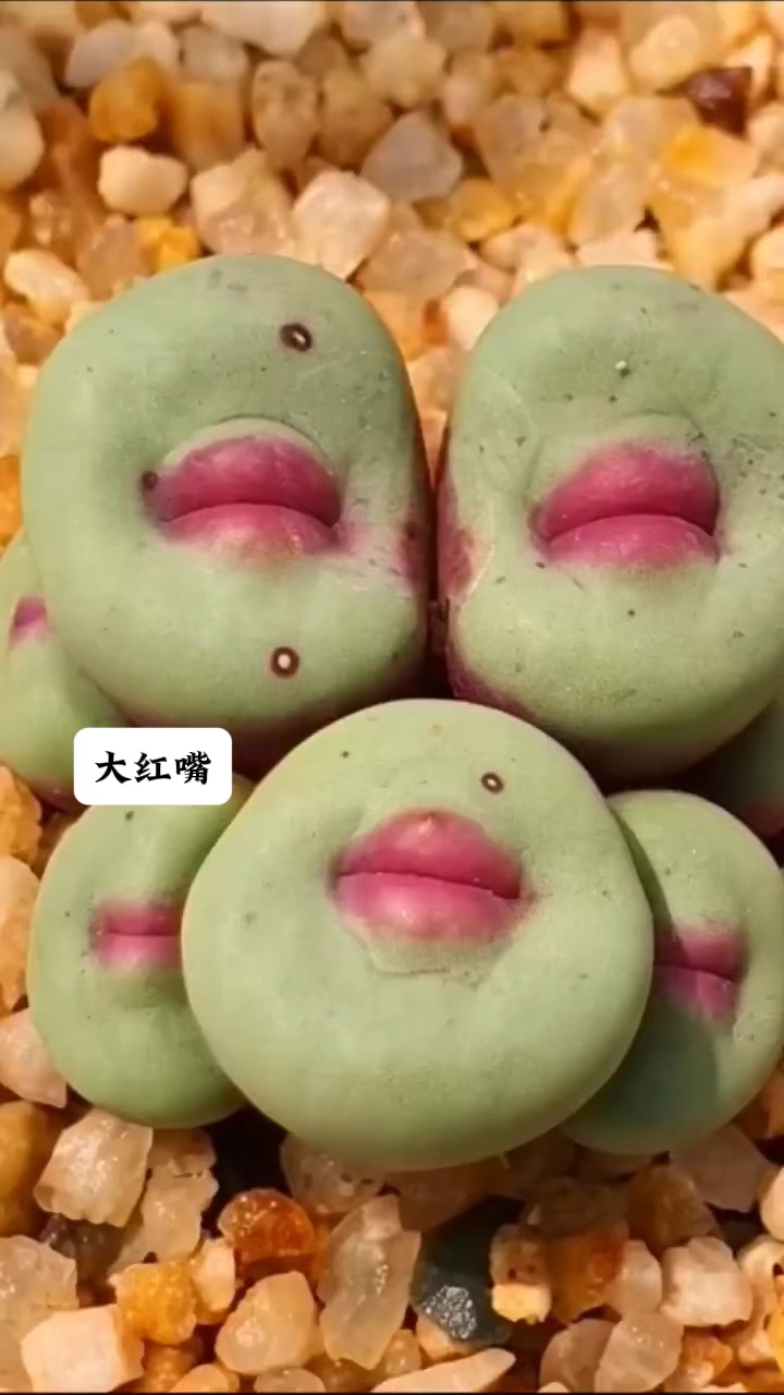 神奇的多肉植物,羡慕这一个个红唇吗?