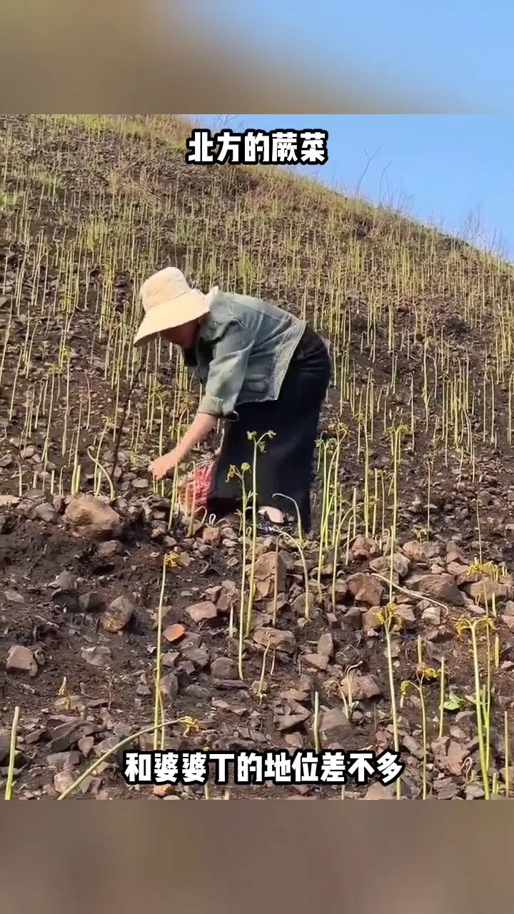 北方的蕨菜,和婆婆丁的地位差不多