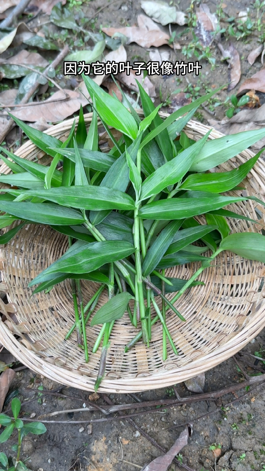 竹叶菜,叶子像竹叶,别名鸭跖草,农村人常剪取它的嫩叶
