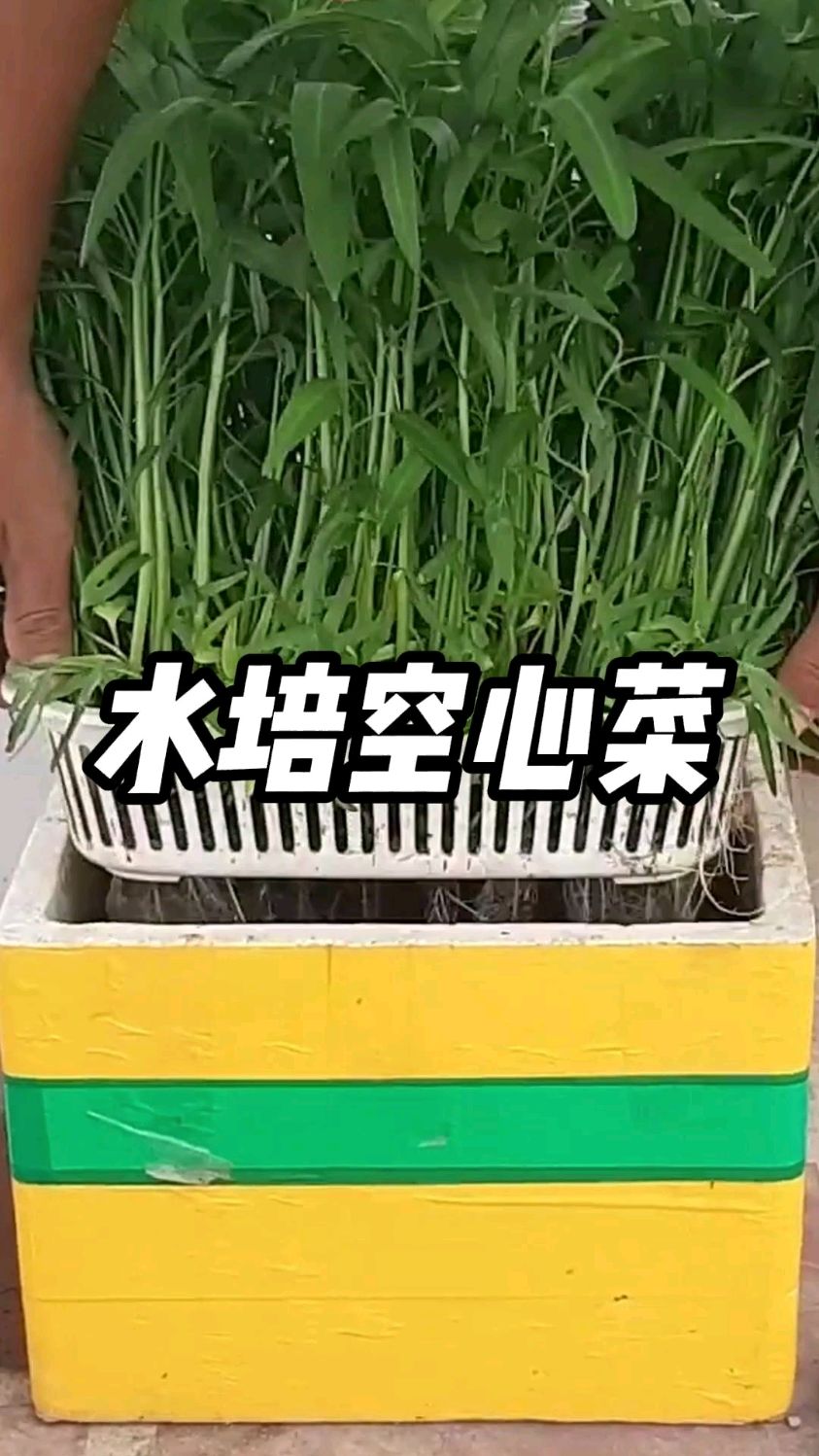 简单几步教会你水培空心菜,阳台小院均可种植