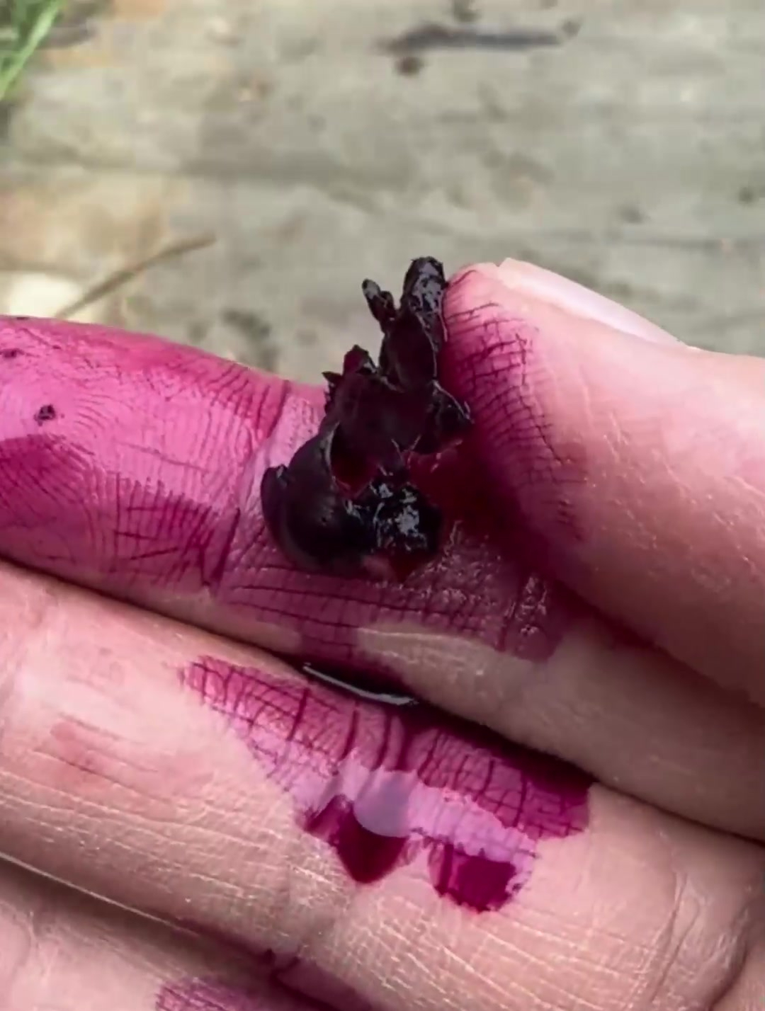 落葵子也叫染绛子,它的浆果富含色素,颜色如胭脂