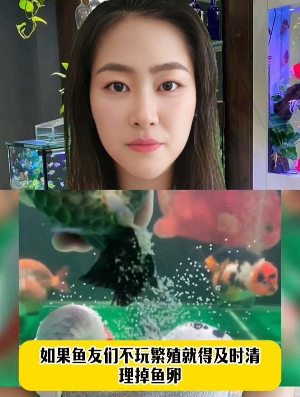 鱼产卵了污染鱼缸,新手该如何处理呢?