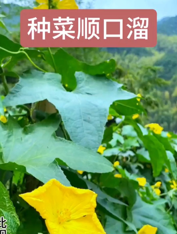 四季种菜顺口溜,句句都是经验所得!