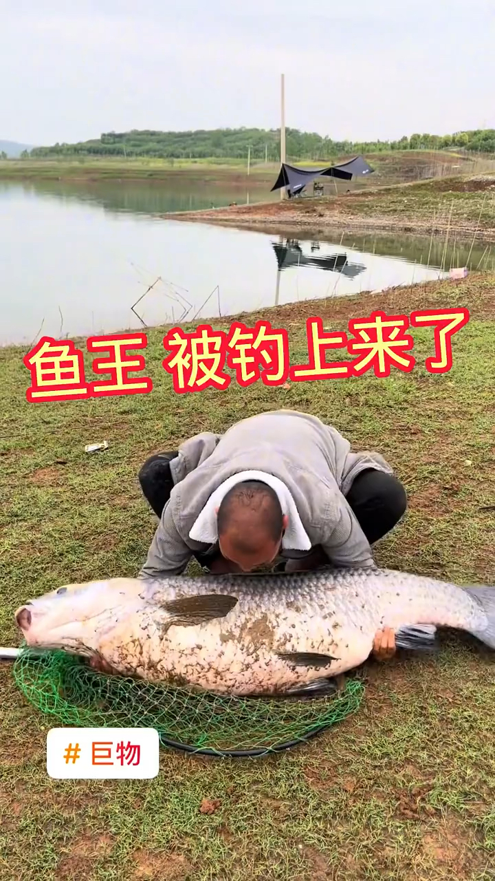 你知道吗?在大青鱼的颚位置有玉,下次红烧之前一定要取下来