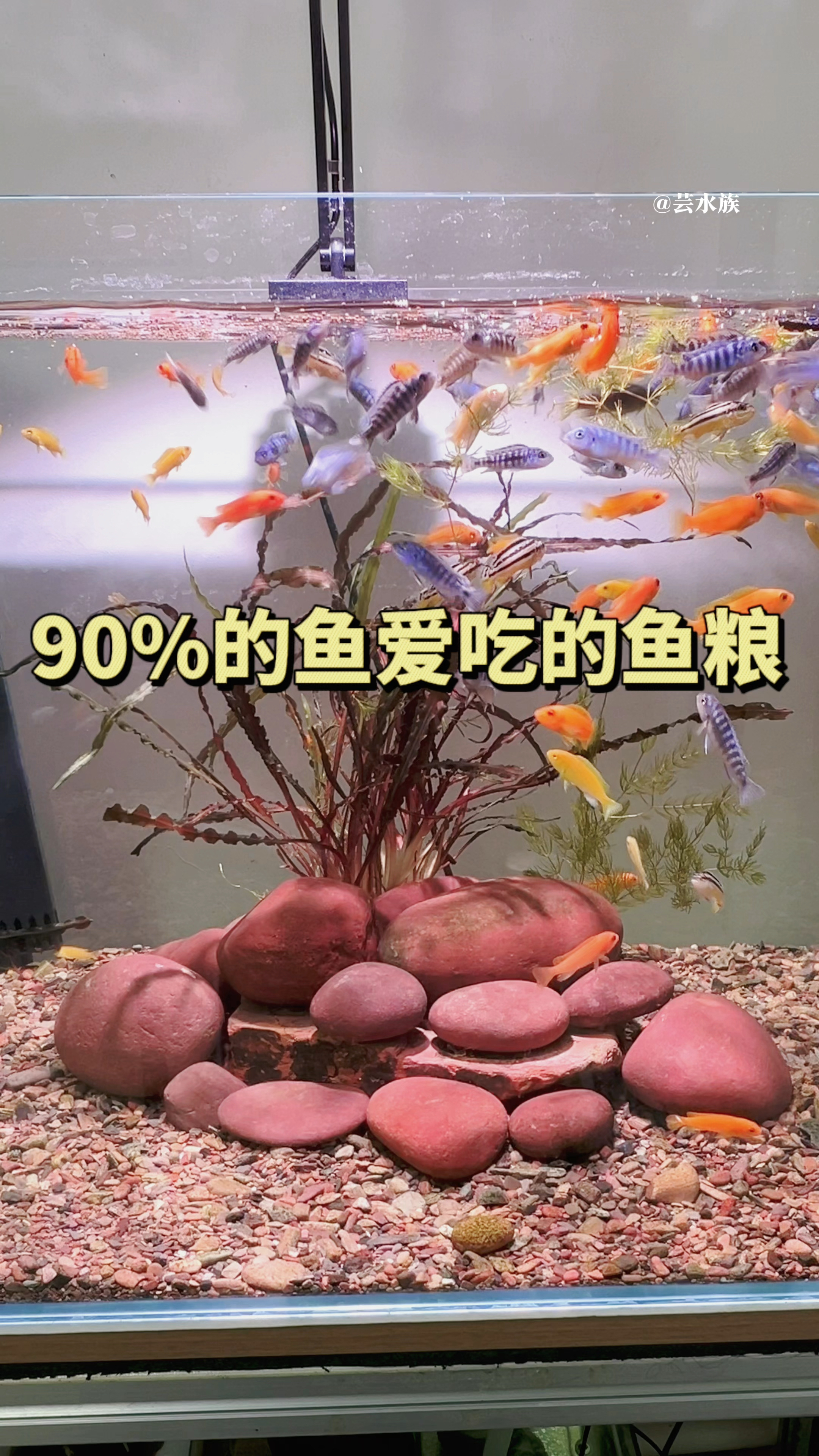 这样喂鱼都不担心饲料沉底这就是漂浮型饲料的好处。#水族 #鱼粮