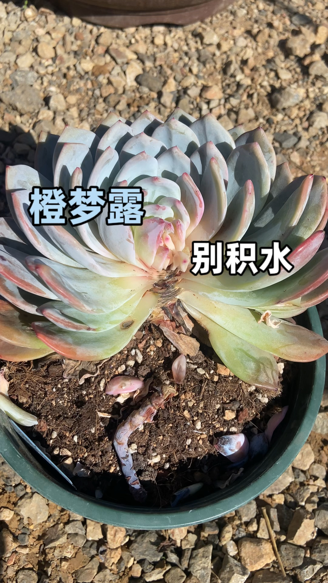 橙梦露多肉怎么养