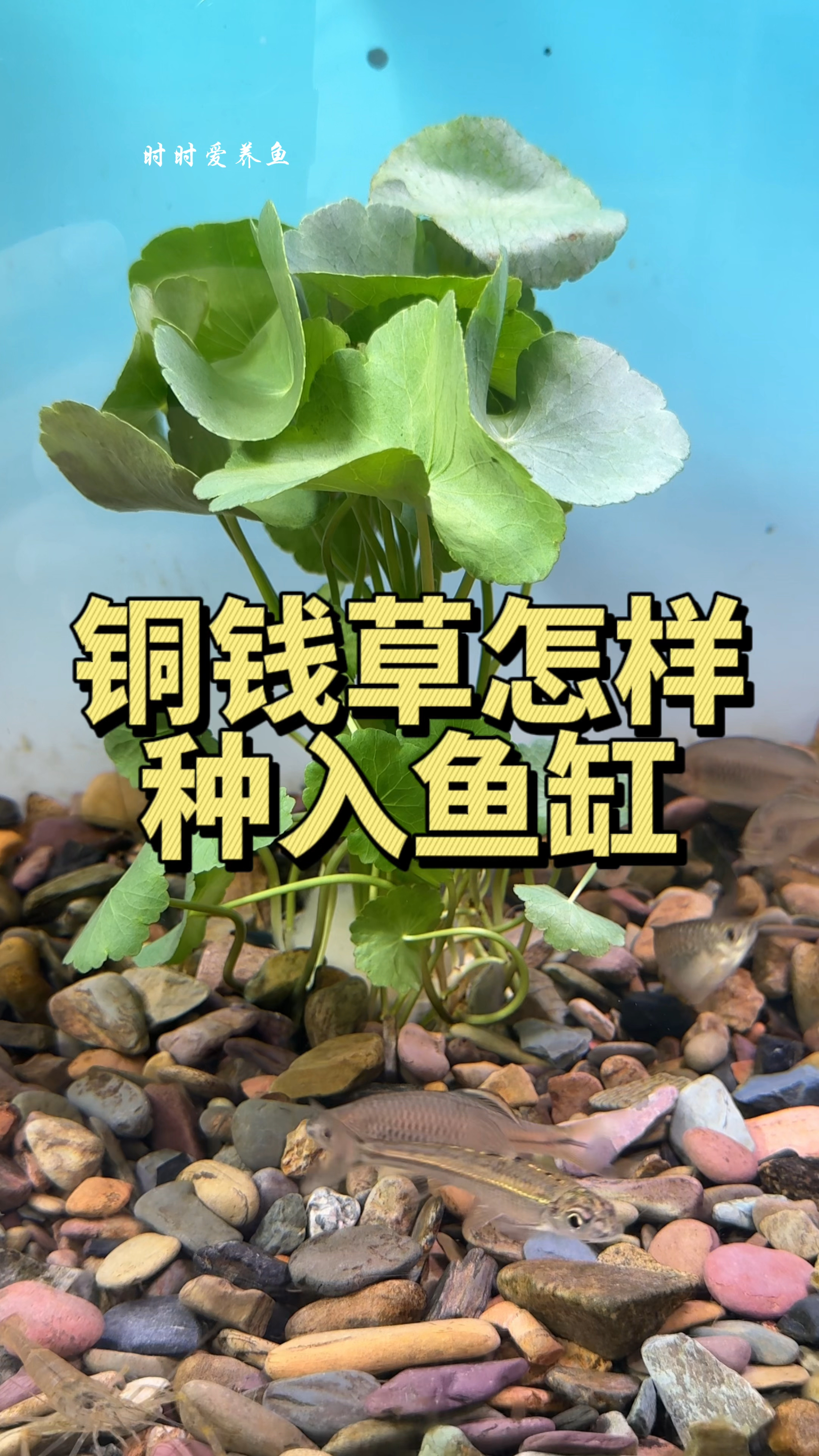 怎样把铜钱草种在鱼缸?方法很简单#观赏鱼 #养鱼日记  #水培植物