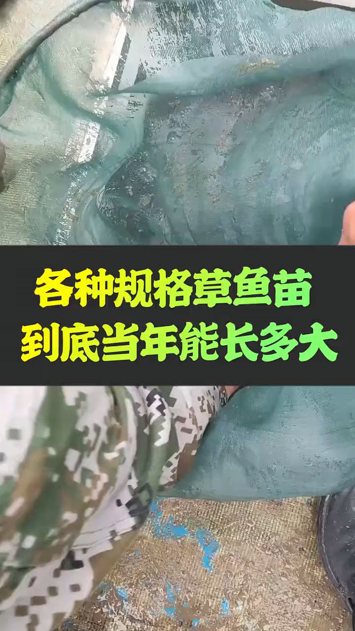 各种规格草鱼一年长多大