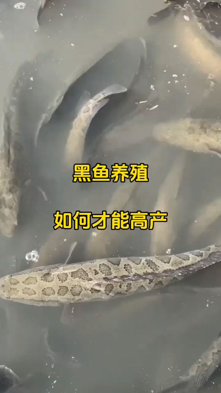 黑鱼养殖如何高产