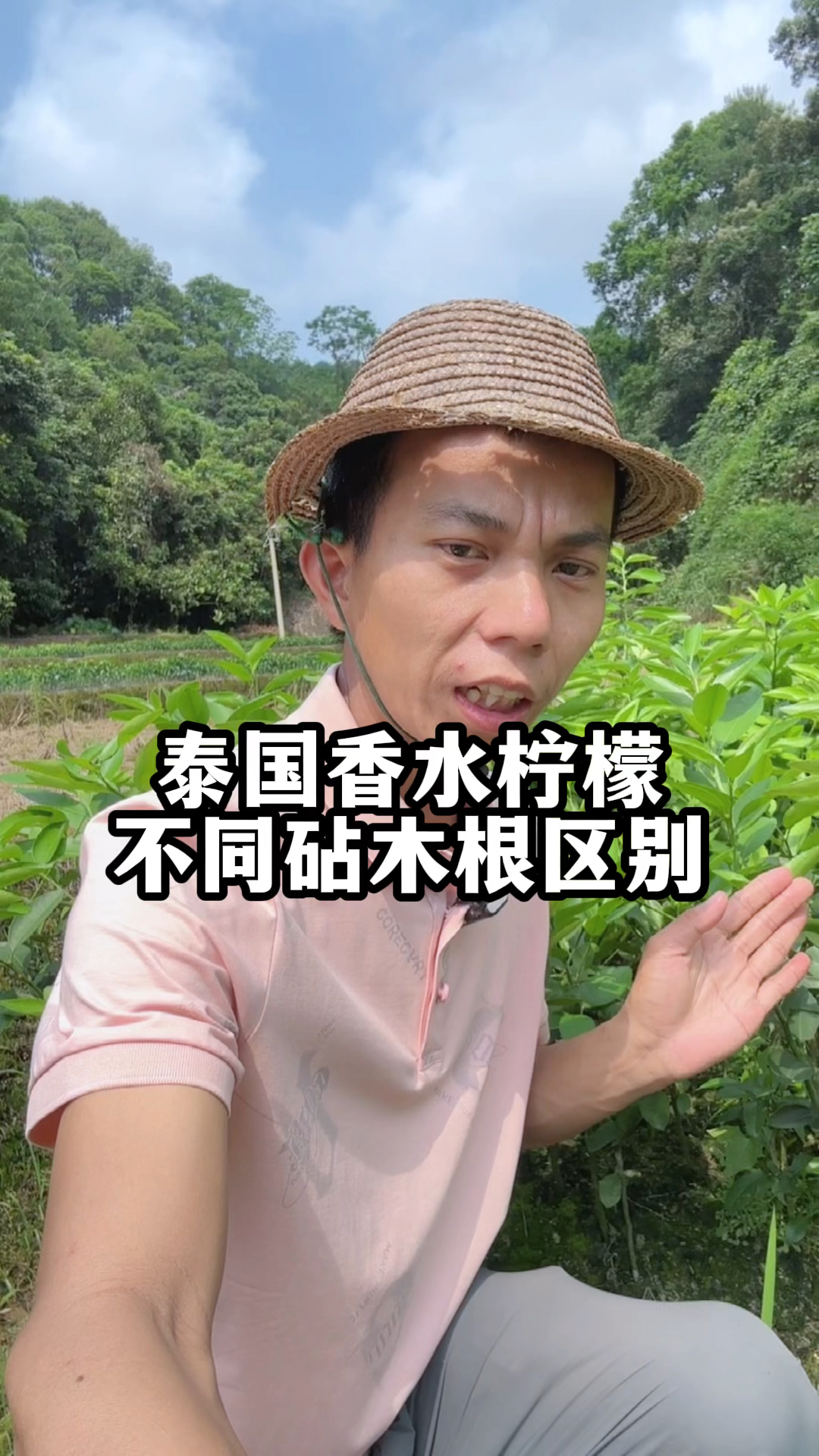 泰国无籽青柠香水柠檬,不同砧木根嫁接的区别