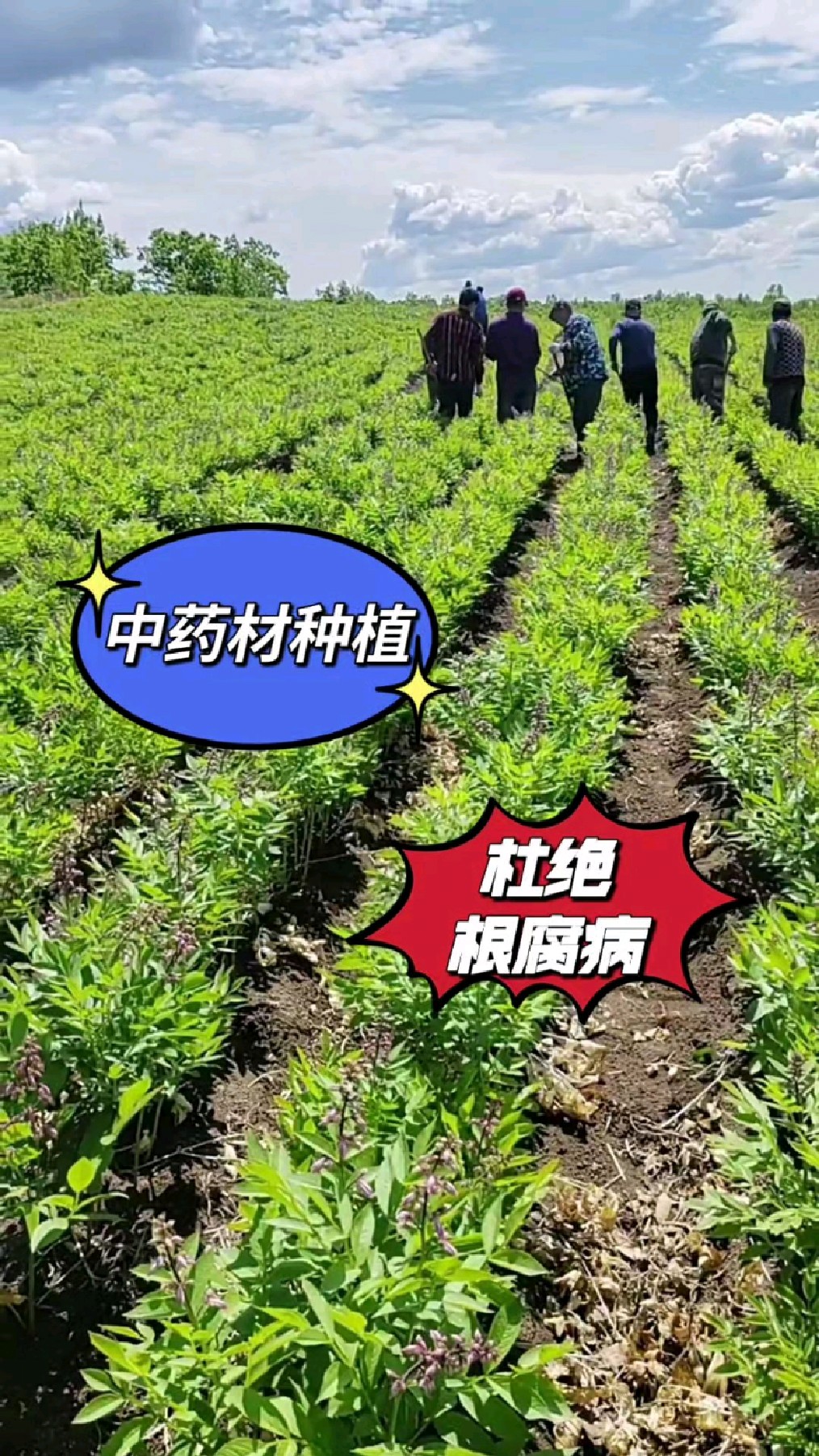 中药材种植根腐病如何防治?中药材死颗烂苗用什么药效果好!