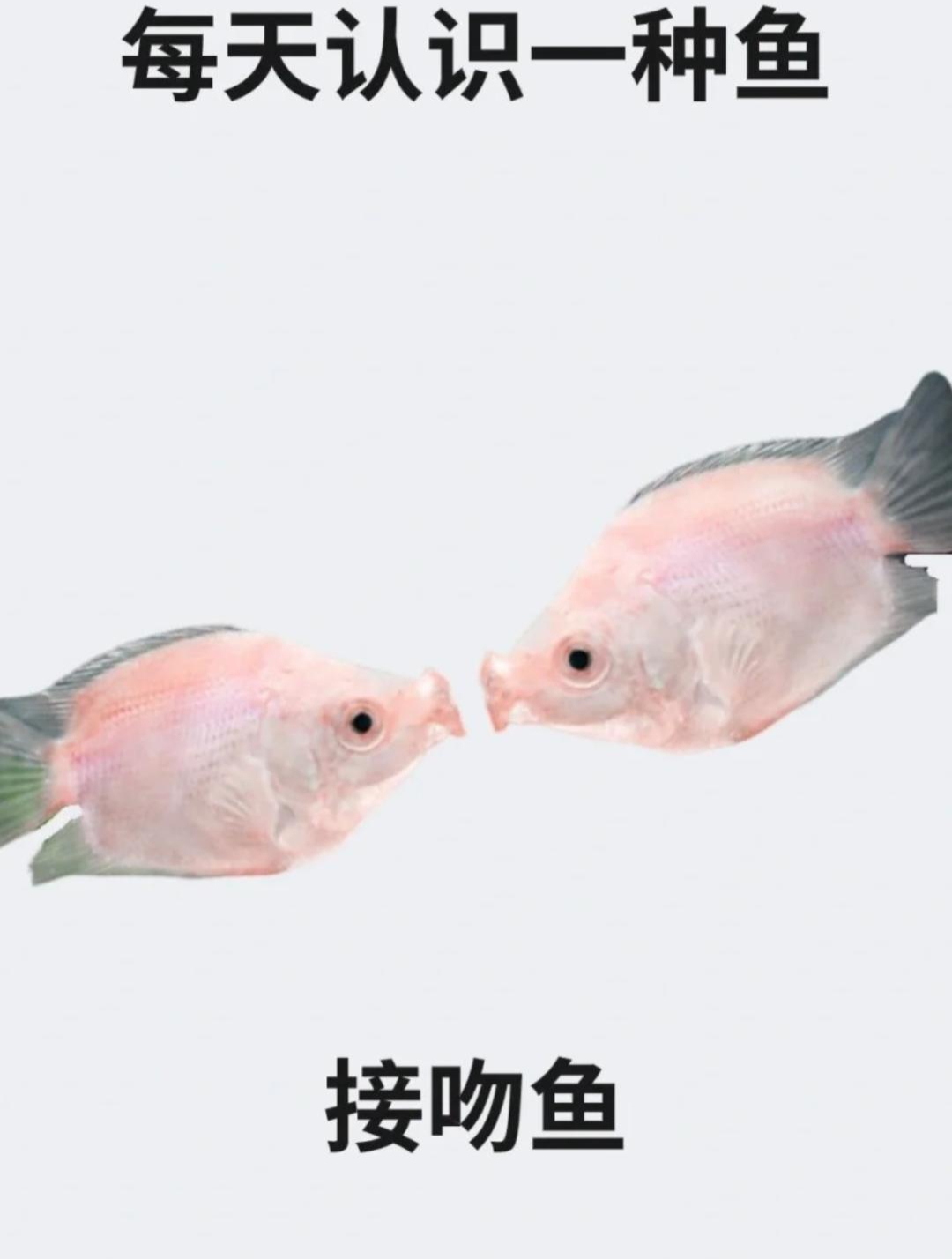 每天认识一种鱼之接吻鱼