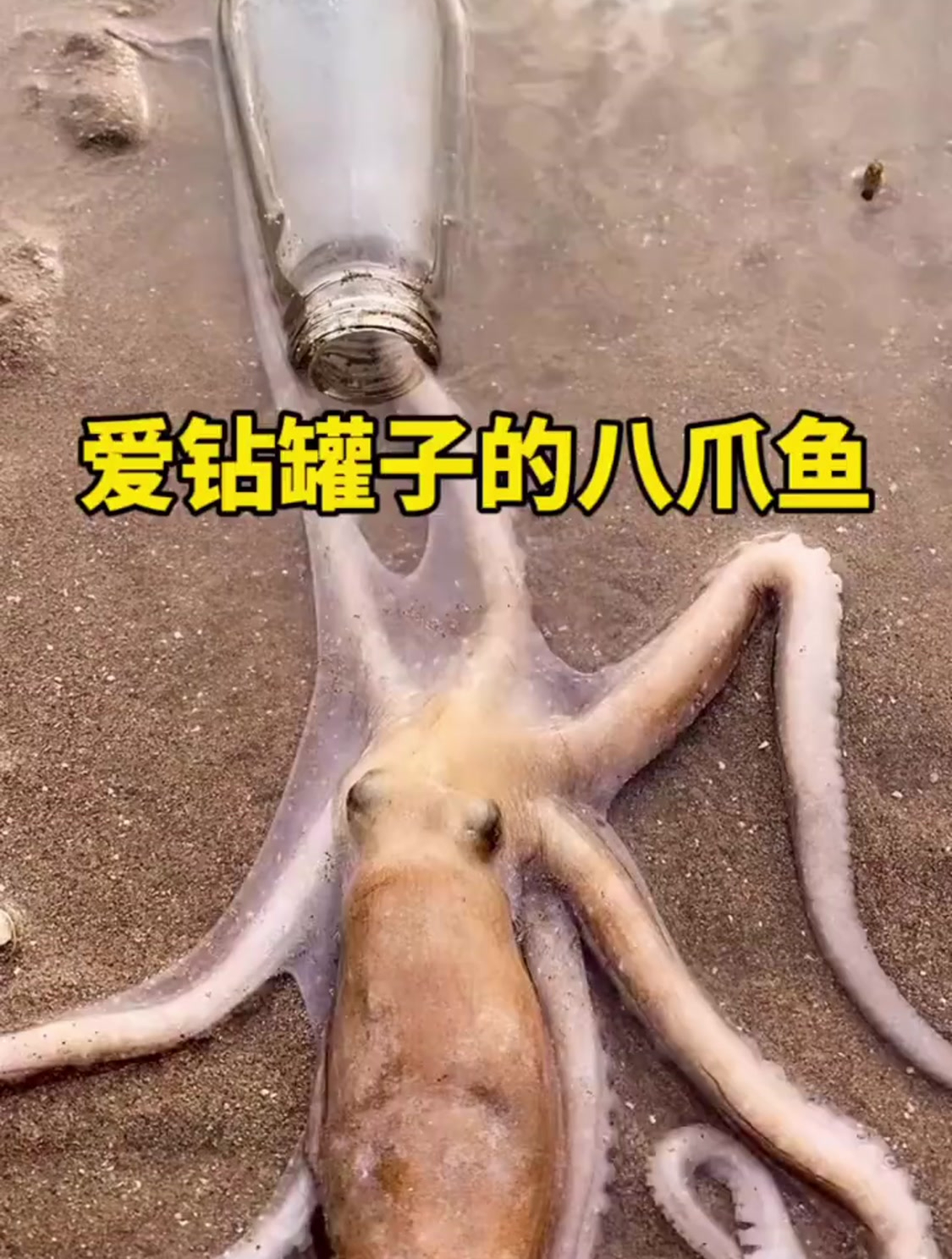 为什么八爪鱼爱钻罐子呢
