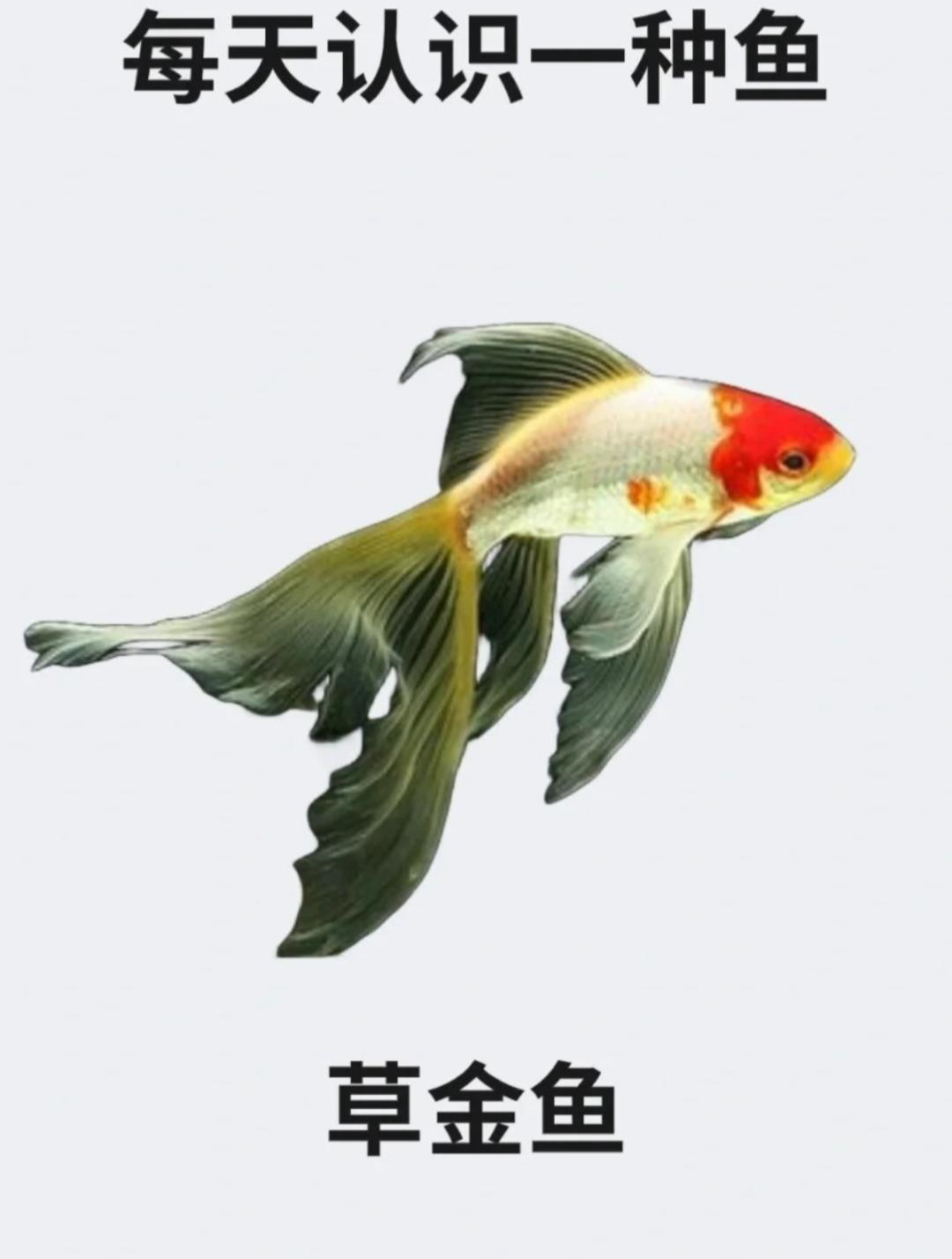 每天认识一种鱼之草金鱼