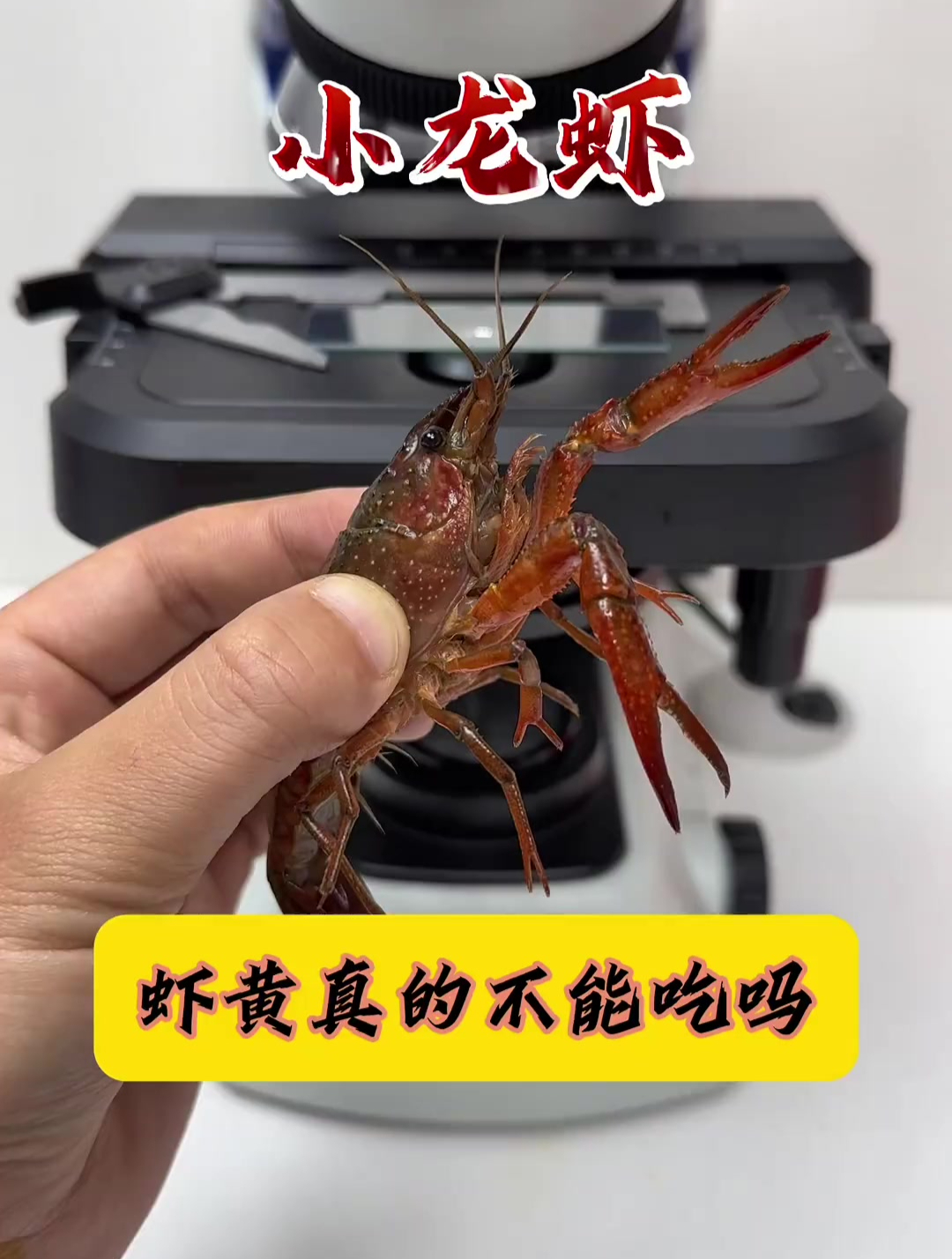 龙虾头部黄色物质真是虾黄吗?