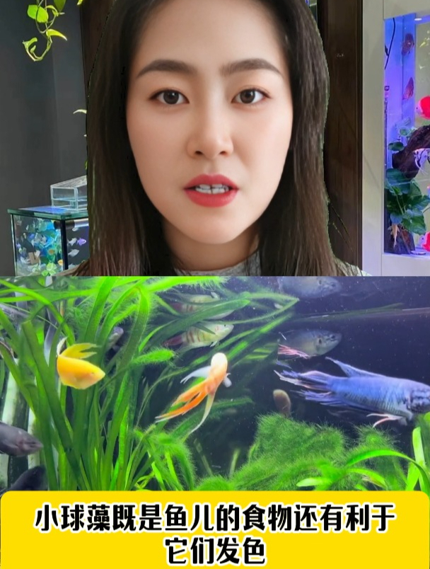 鱼缸的水没几天就绿了,新手该如何解决呢
