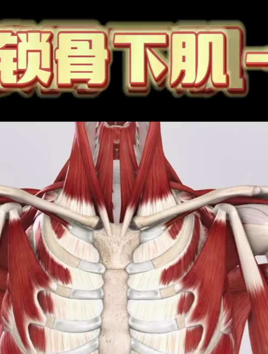 锁骨下肌(一)肌肉功能解剖