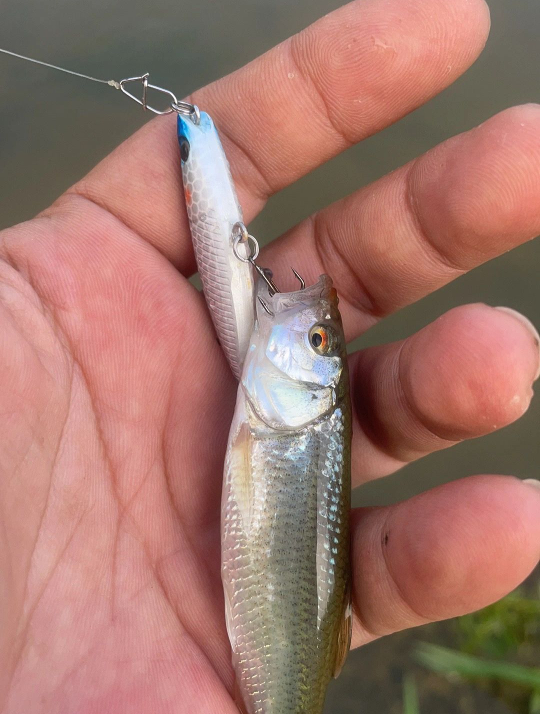 钓石斑白条马口总是钓不多?别只在饵料上下功夫了,线组才是关键