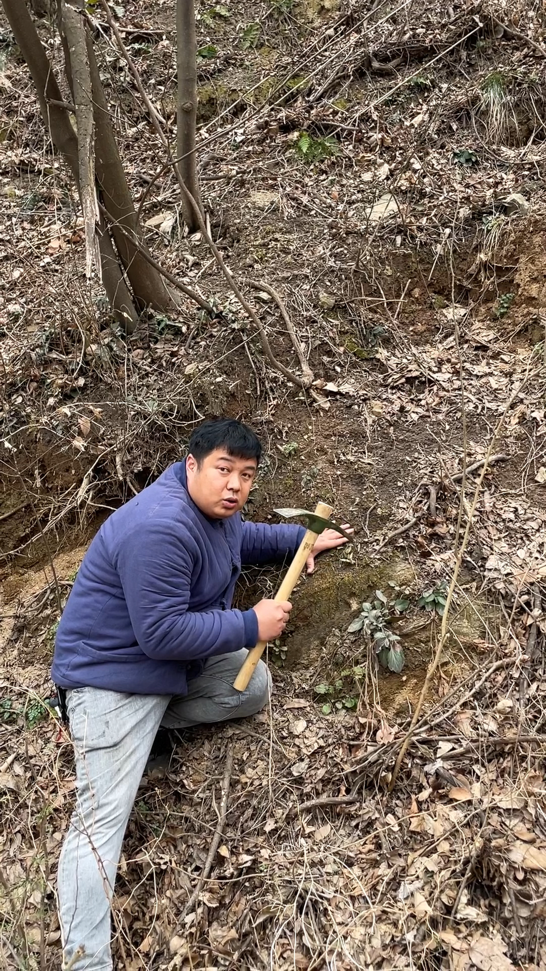 农村常见的“斑叶堇菜”别名也叫:天蹄和虎耳堇菜