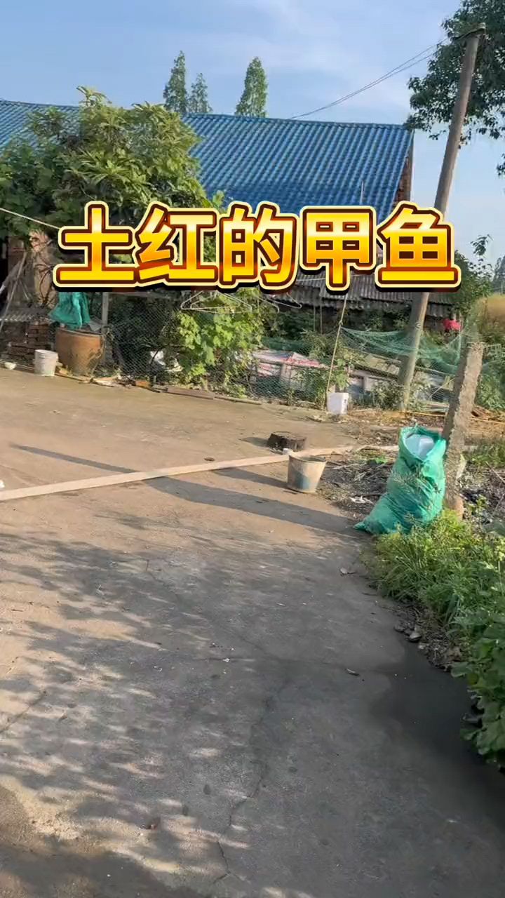 小姐姐送来两个野生大甲鱼,里面竟然有个山甲!高价拿下