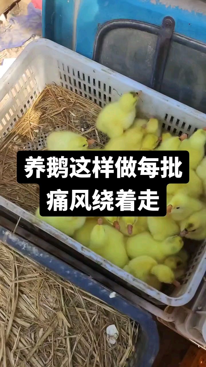 养鹅这样做痛风绕着走