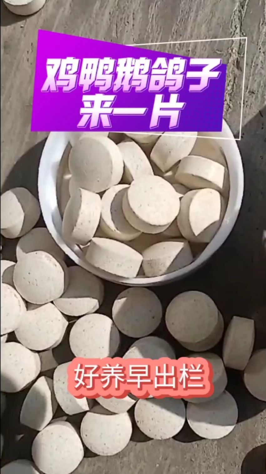 鸡鸭鹅鸽子来一片,好养早出栏
