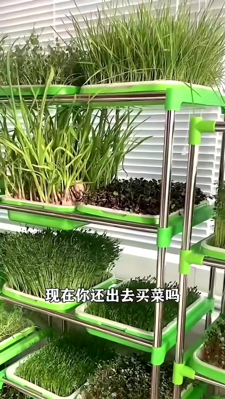 10种原装蔬菜种子四季菜种