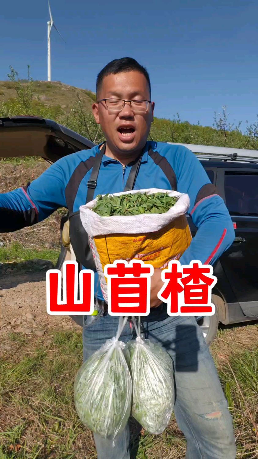采了8斤山苜楂菜,海阳市前寨后村