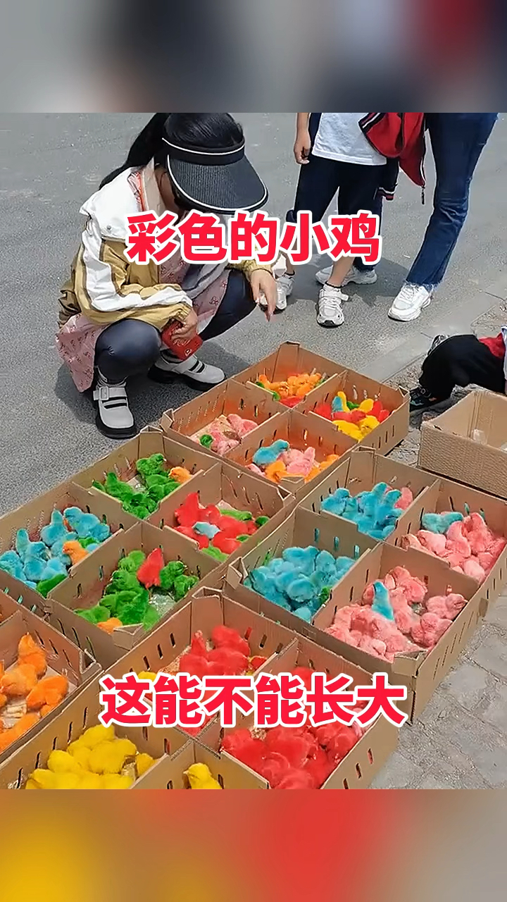 彩色的小鸡,这能不能长大!