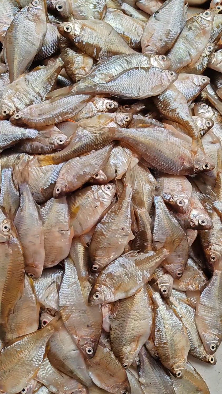 东北松花江葫芦籽鱼,风浪太大鱼数量不多,收拾干净了,老好吃了