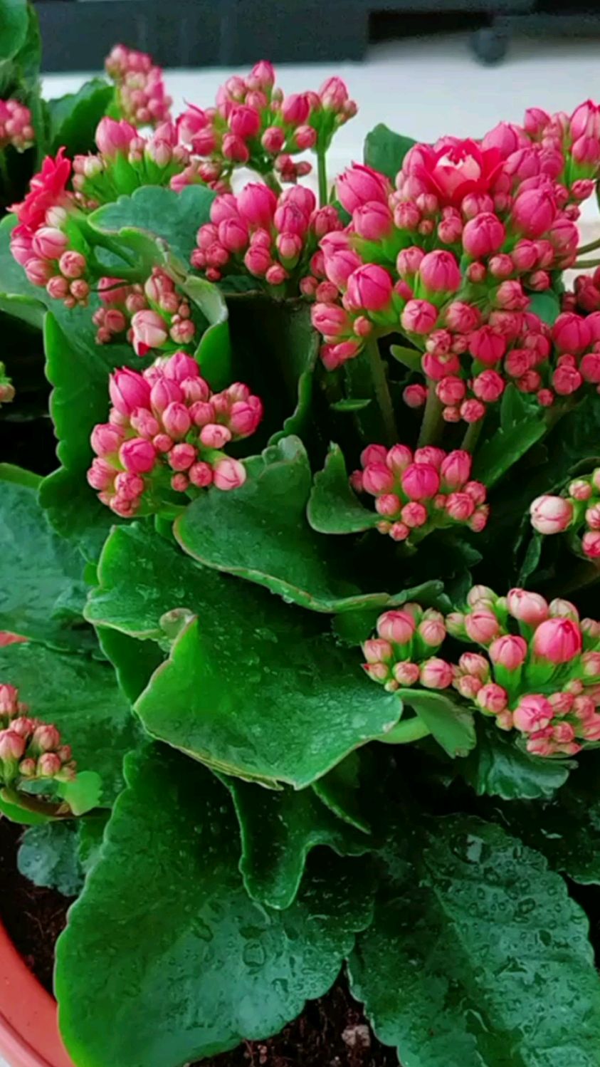 春季与秋季:长寿花扦插的黄金季节