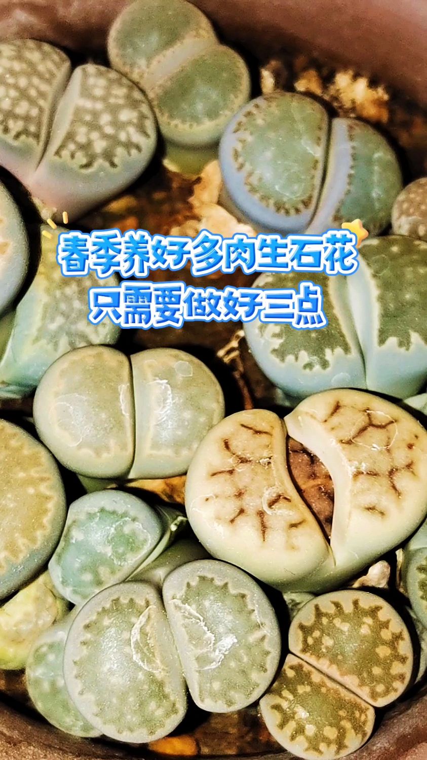 春季养好多肉生石花,只需要做好三点