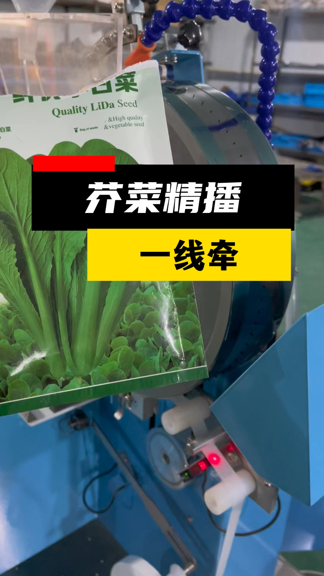 芥菜精播一线牵,全自动蔬菜播种机,再小的种子精播也不慌!