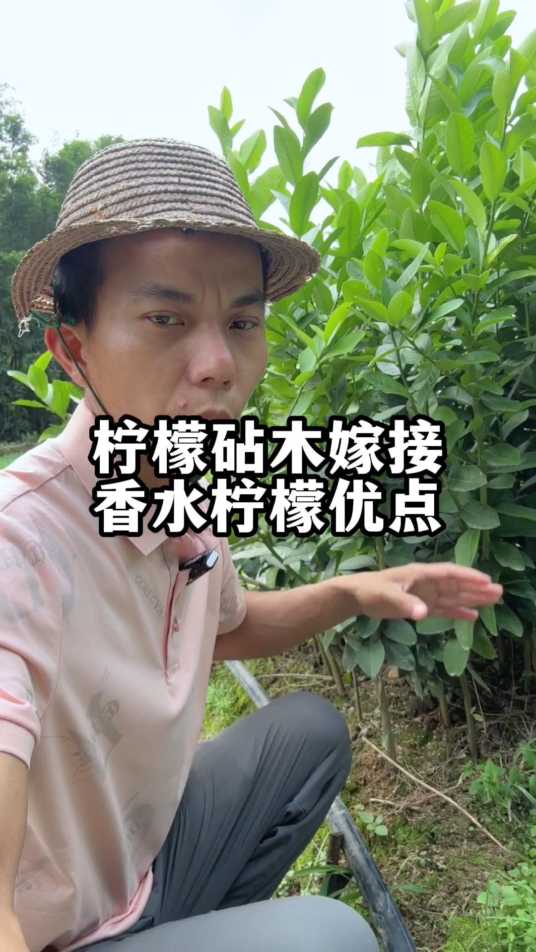 柠檬砧木嫁接香水柠檬苗有哪些优点呢?