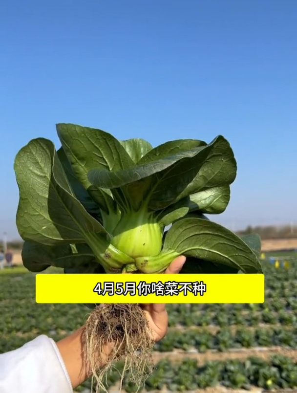 不用移栽浇浇水,越热长得越好,黑叶苏州青好吃好种!