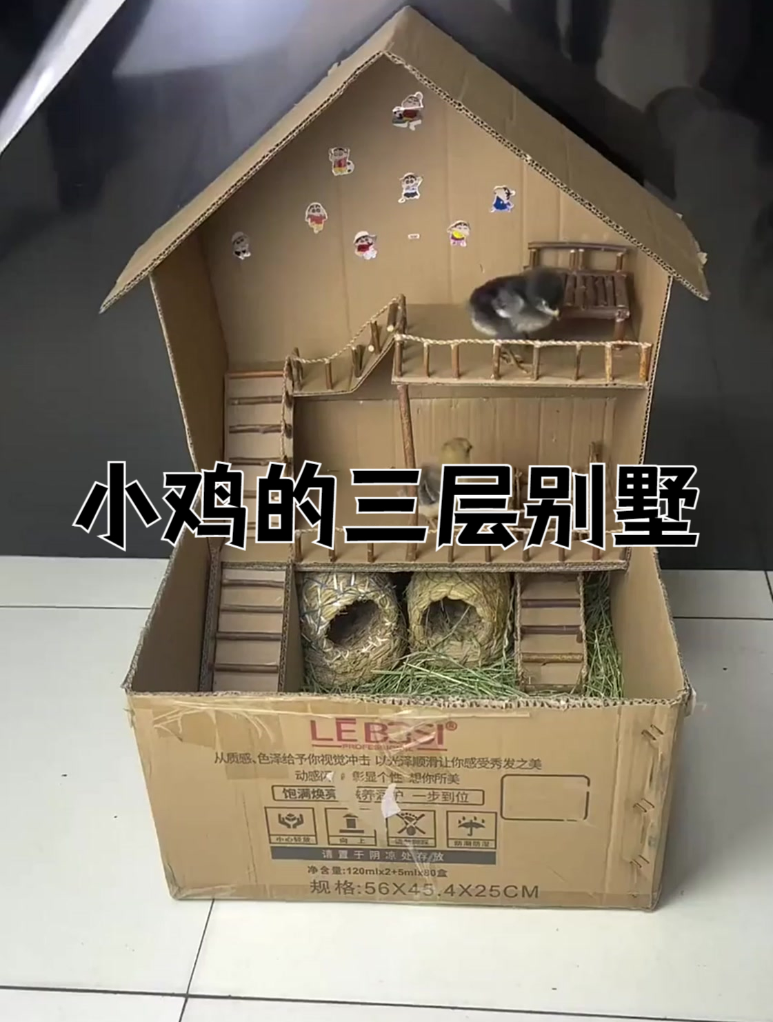 给小鸡用纸箱做三层的小别墅,这生活环境也太好了吧