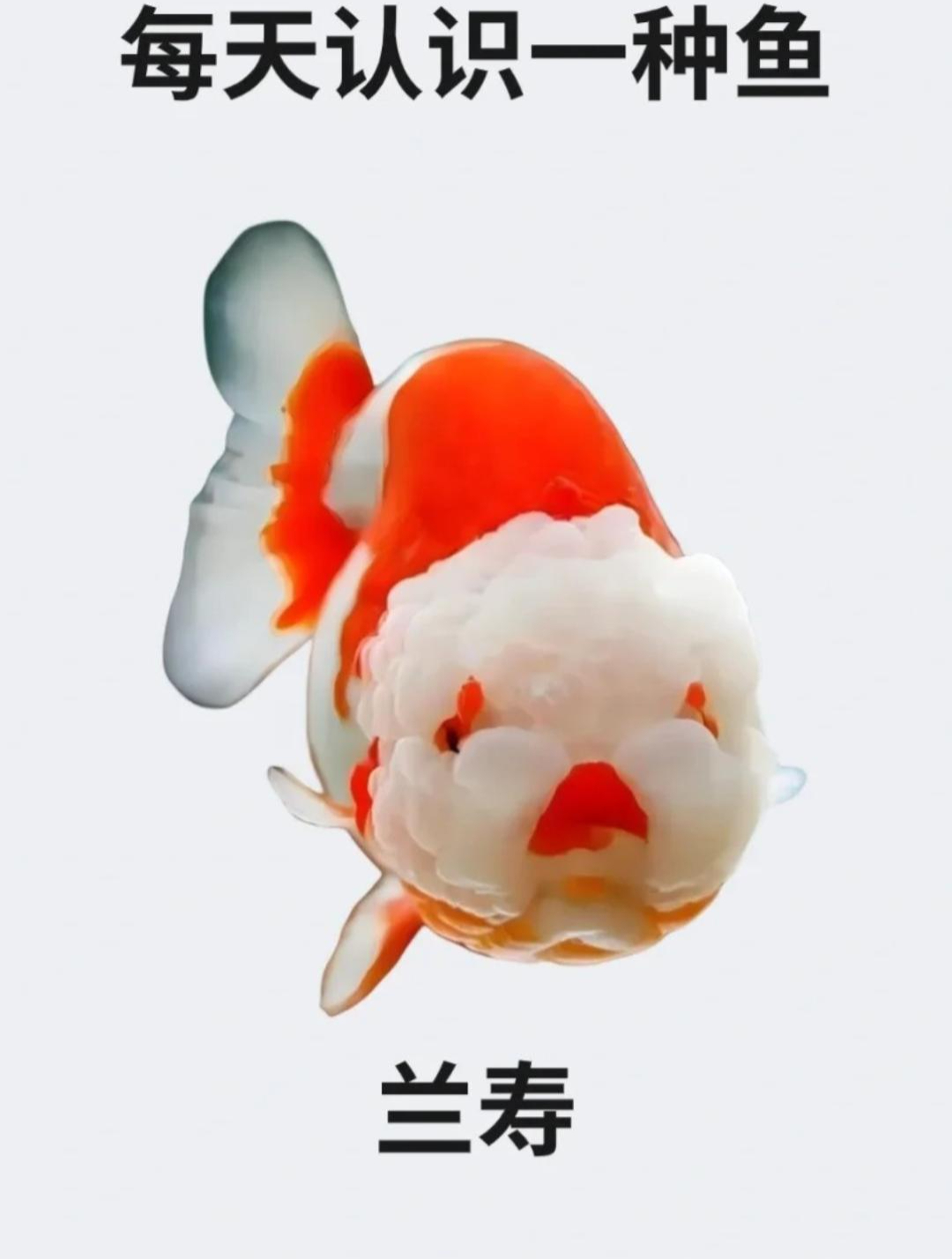 每天认识一种鱼之兰寿鱼