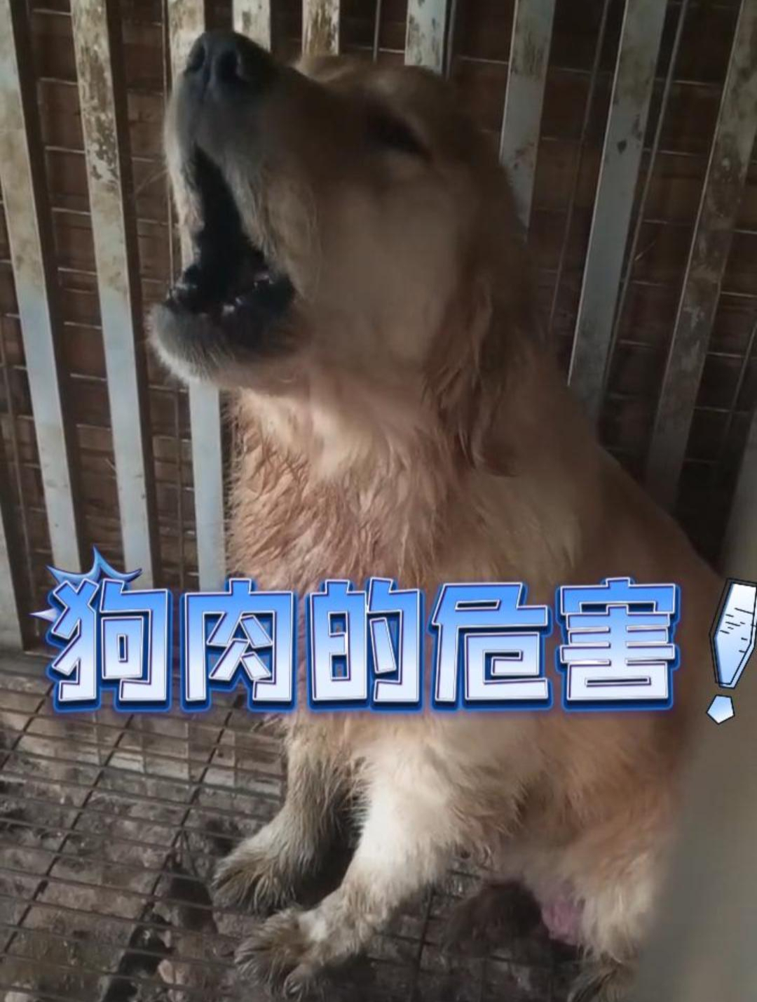 狗肉的来源都不正规,没保障,为了自己和家人的健康,别再吃了!