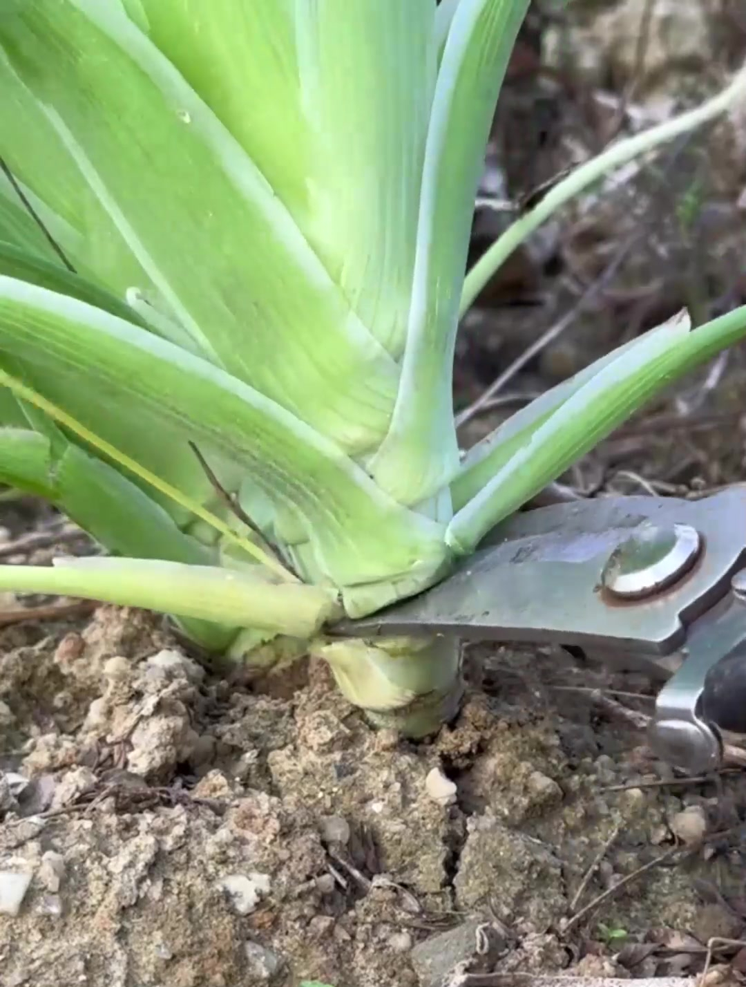 茴香菜也叫香丝菜,它有独特的气味和丰富的营养