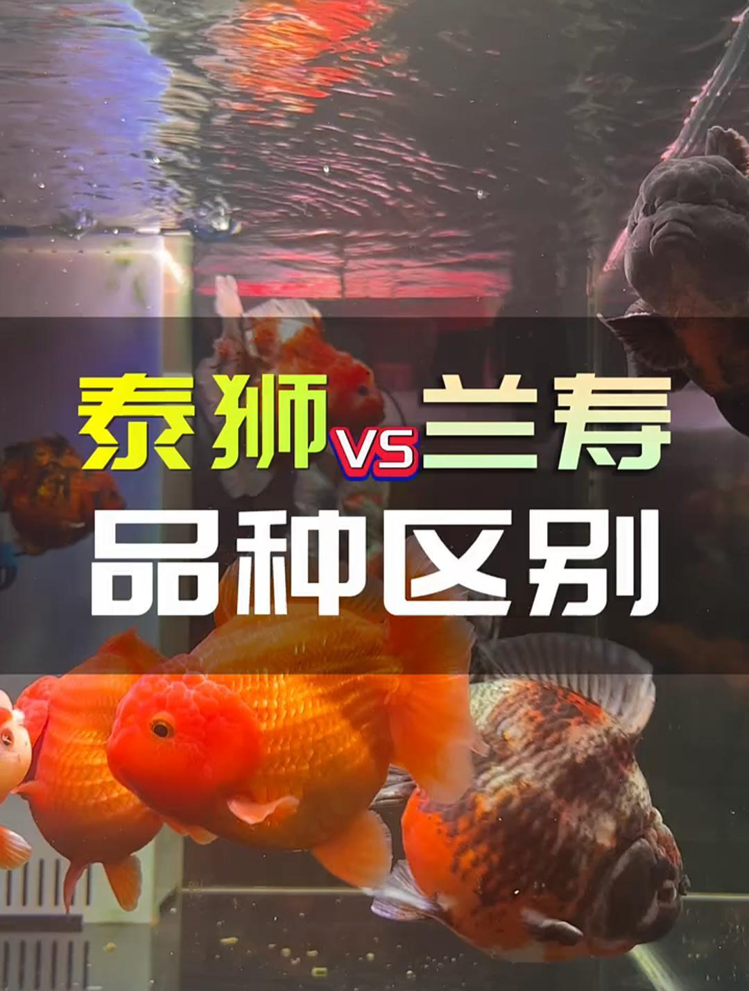 泰狮金鱼和兰寿金鱼的五点区别