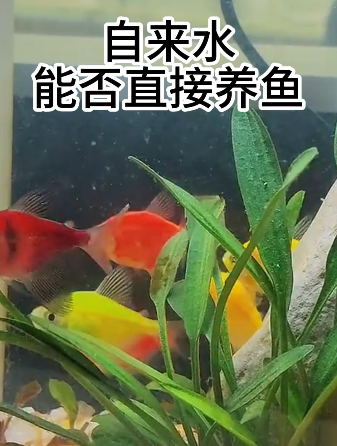 正确使用自来水养鱼方法,保证不再死鱼!